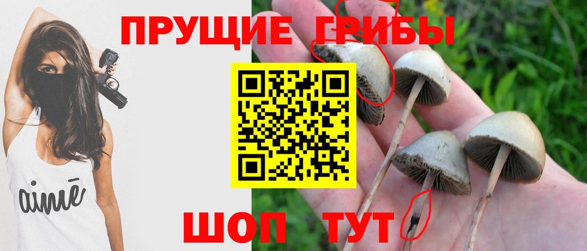 Галлюциногенные грибы Psilocybine cubensis Малгобек